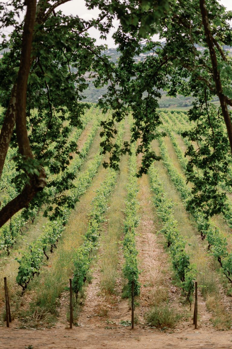 Elopement in Paradise: Douro Valley